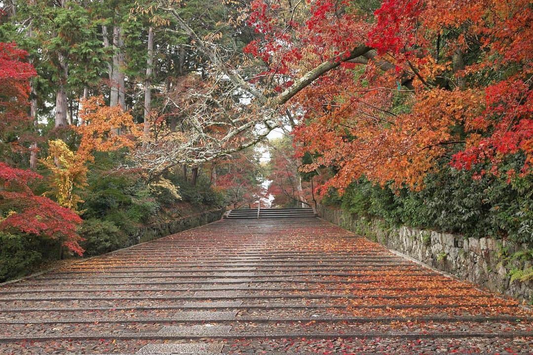 kiccyomuのインスタグラム：「☀️ 2020.11.30 Mon 京都の #紅葉 🍁 以前にも行ったことある #光明寺 少し天気も悪く☔️ モミジ🍁の色付きも 人の数も…全然違う だから、何度来ても飽きないネ😊  今日も元気に🤗  location #京都 📷撮影 2020年11月20日」
