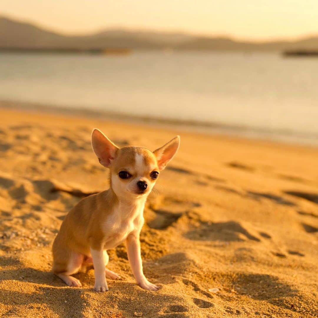 Kiyoのインスタグラム：「♔ Miko ♔ ミコ初めての海 ♔ 2020年10月20日撮影 この日はすごく暖かかったです ミコは生まれて初めて見る海で 元気いっぱいにはしゃいでおりました ♔ #puppy#puppies#puppiesofinstagram#dog#dogs#dogsofinstagram#dogstagram#doglover#dogsofinstaworld#dog_features#instadog#instagramdogs#ilovemydog#chihuahua#chihuahuasofinstagram#chihuahualove#chihuahualife#dogsofbark#weeklyfluff#barked#animalsco#IGersJP#instagramjapan#todayswanko#pecoいぬ部#チワワ部#チワワ#スムチー#decocoの子はみんな可愛すぎる ♔」