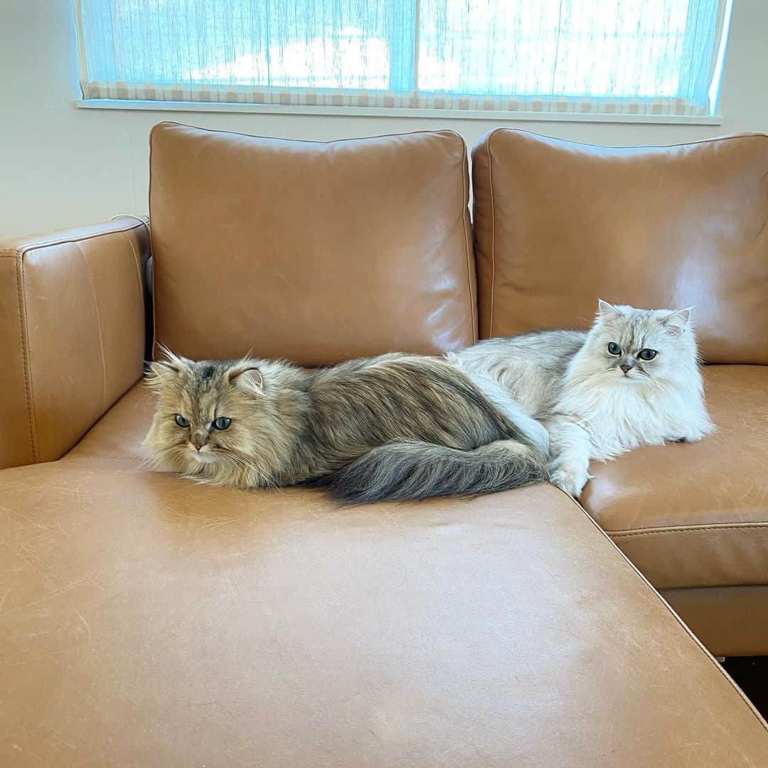 兄弟猫と私と夫の2トムのまいにちさんのインスタグラム写真 - (兄弟猫と私と夫の2トムのまいにちInstagram)「We share the groove of sofa. ぼくらが大好きなソファーの溝。 なぜかひとつしかない  おにいは早く産まれたので 多めに溝を占有する権利をもってる。  ぼくは遠慮がちに溝近くで 少しずつ溝に近づきおにいを 押し出す作戦を実行しとる。  がんばれぼく。 オナラしてやろかな。  cat#cats#pet#catsofinstagram#catstagram#catstagram_japan#instacat#cutecat#cutepetclub#bestcats#world_kawaii_cat#catoftheday#meow#bestmeow#TheDailyKitten#ねこ#ネコ#猫#ねこ部#ふわもこ部#pecoねこ部#みんねこ#チンチラ#チンチラゴールデン#チンチラシルバー#ペルシャ#みぃ豆」11月30日 9時26分 - maamiff