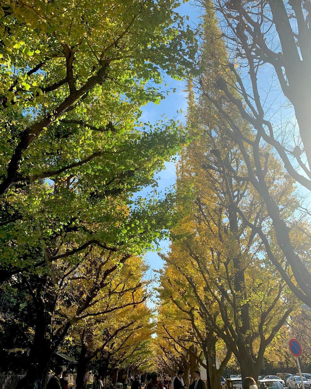吉村優さんのインスタグラム写真 - (吉村優Instagram)「* 11月最終日！！ 今日は朝から青空で気持ち良い🙌 * 写真は11月中旬と10日後の銀杏💛 やっぱり最初の写真の方が 厚みがあるなぁ🤔 そろそろ見納めですね🌲 * #銀杏 #銀杏並木 #青空」11月30日 9時44分 - yuyoshimura87