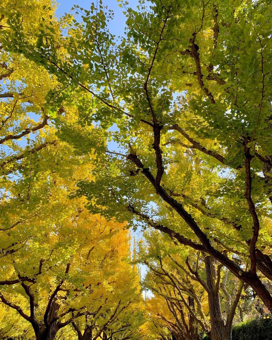 吉村優さんのインスタグラム写真 - (吉村優Instagram)「* 11月最終日！！ 今日は朝から青空で気持ち良い🙌 * 写真は11月中旬と10日後の銀杏💛 やっぱり最初の写真の方が 厚みがあるなぁ🤔 そろそろ見納めですね🌲 * #銀杏 #銀杏並木 #青空」11月30日 9時44分 - yuyoshimura87
