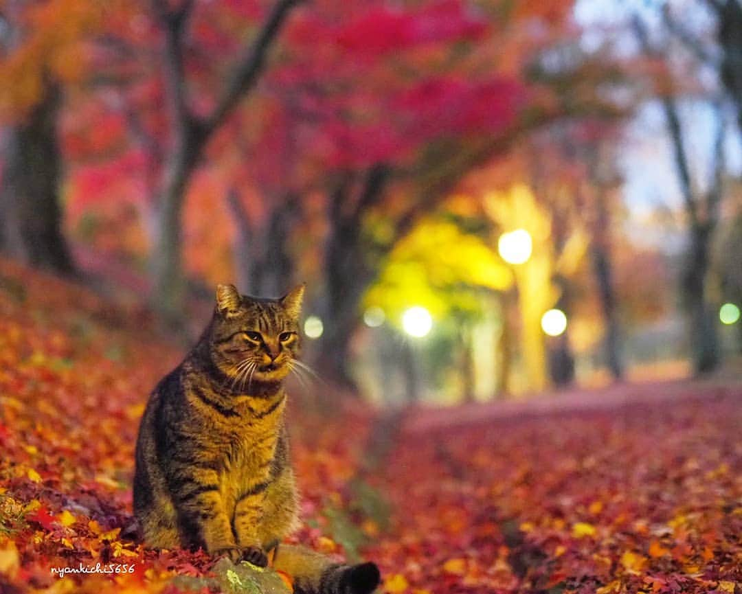 路地裏のにゃん吉さんのインスタグラム写真 - (路地裏のにゃん吉Instagram)「Beautiful Japan ♪紅にしょまるこのオリを〜  Shot with OM-D E-M1 MarkⅡ M.ZUIKO DIGITAL 45mm F1.8  #生き抜け野良猫 #camera_kitamura #breakfree_olympus #แมว #igersjp#のらねこ部#猫#ねこ部#gallery_legit #にゃんすたぐらむ#みんねこ #cats#ファインダー越しの私の世界 #catsofinstagram #gatto#catloversclub#bnw_drama#gf_bnw #東京カメラ部#icu_japan#getolympus #love_bestjapan #art_of_japan_ #bestphoto_japan #TandDフォトコンテスト2020」11月30日 9時51分 - nyankichi5656