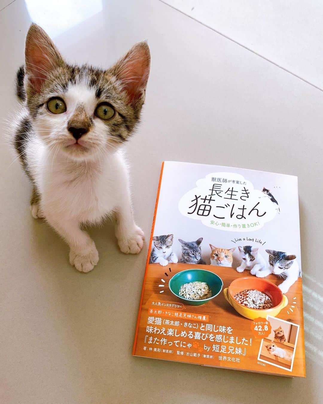 tamatamagoさんのインスタグラム写真 - (tamatamagoInstagram)「可愛い家族と暮らすことになった時 どんな願いよりも強いのは 健康で長生きしてねと言う気持ち。  こんなタイミングで、とっても参考になる素敵な本が日本から届きました❣️ 世界文化社さんの、「獣医師が考案した　長生き猫ごはん」😃  季節毎の素材を使ったメニューの他にも、タイでもすぐに取り入れられそうないつものカリカリにトッピングできる食材の紹介や健康に関する情報も沢山で、本当にありがたい一冊です。  コアちゃん、モデルのお仕事第一弾？？ 何だか立派にこなしてます😆😆 長生きしようね😊 　 2020/11/30  #長生き猫ごはん   #キジ白　#保護猫　#子猫　#ねこ　猫 #catlover #tabbycat #rescuecat #catthailand #แมว #แมวไทย #cats_of_instagram #にゃんだふるらいふ #にゃんすたぐらむ #猫の本」11月30日 10時35分 - tamatamago