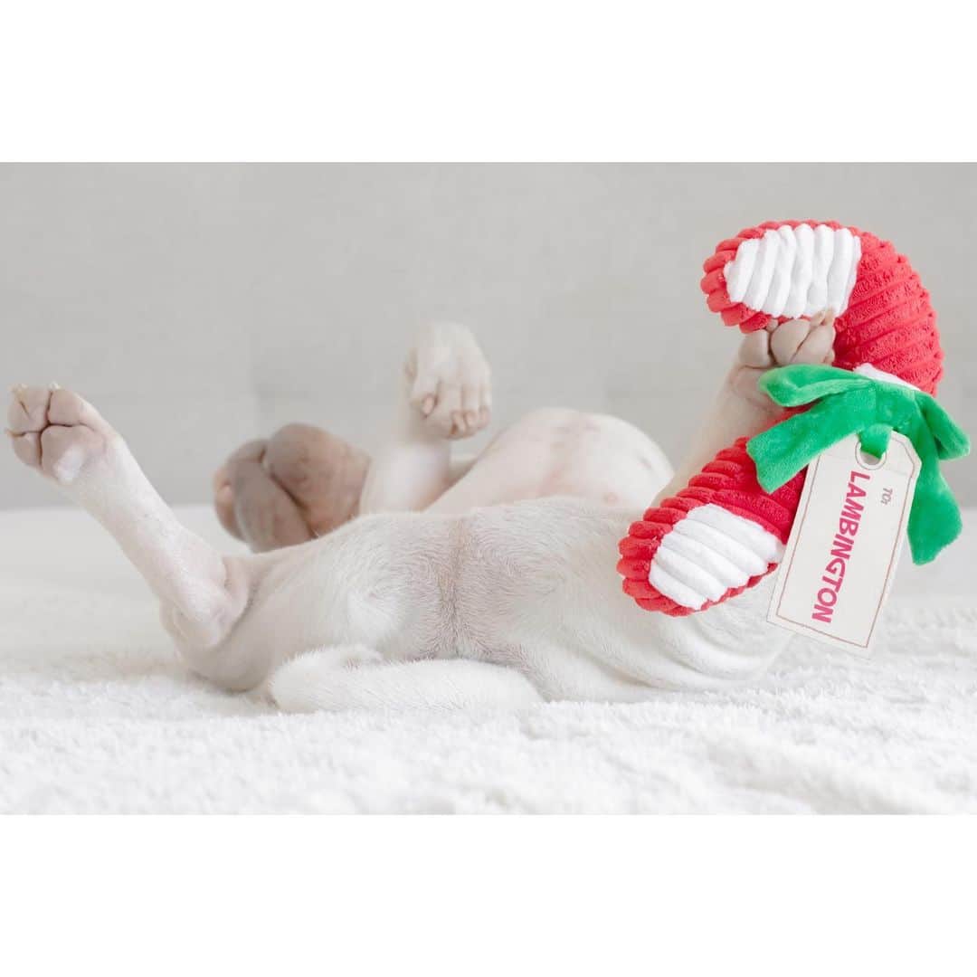 annie&pADdinGtoNさんのインスタグラム写真 - (annie&pADdinGtoNInstagram)「Have you started to hang up any Christmas ornaments yet? 🎄 #wehave #justnoballsyet #lambington #sharpei #sharpeisofinstagram #sharpeilove #wrinkles #love #dog #dogs #dogsofinstagram #squishyfacecrew #dogsofinsta #doglover #ilovemydog #chritsmas #hangingornaments #idpetcrew #weeklyfluff #iloveyoutothemoonandback」11月30日 10時54分 - anniepaddington