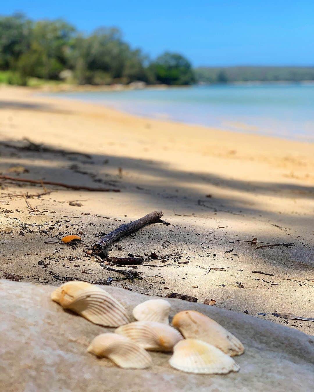 シャーニ・ヴィンソンのインスタグラム：「🐚 #beachdays #sand #sea #sun #saltyair #shell #mermaid #oceanview #serenity #coastal #relax #beach」