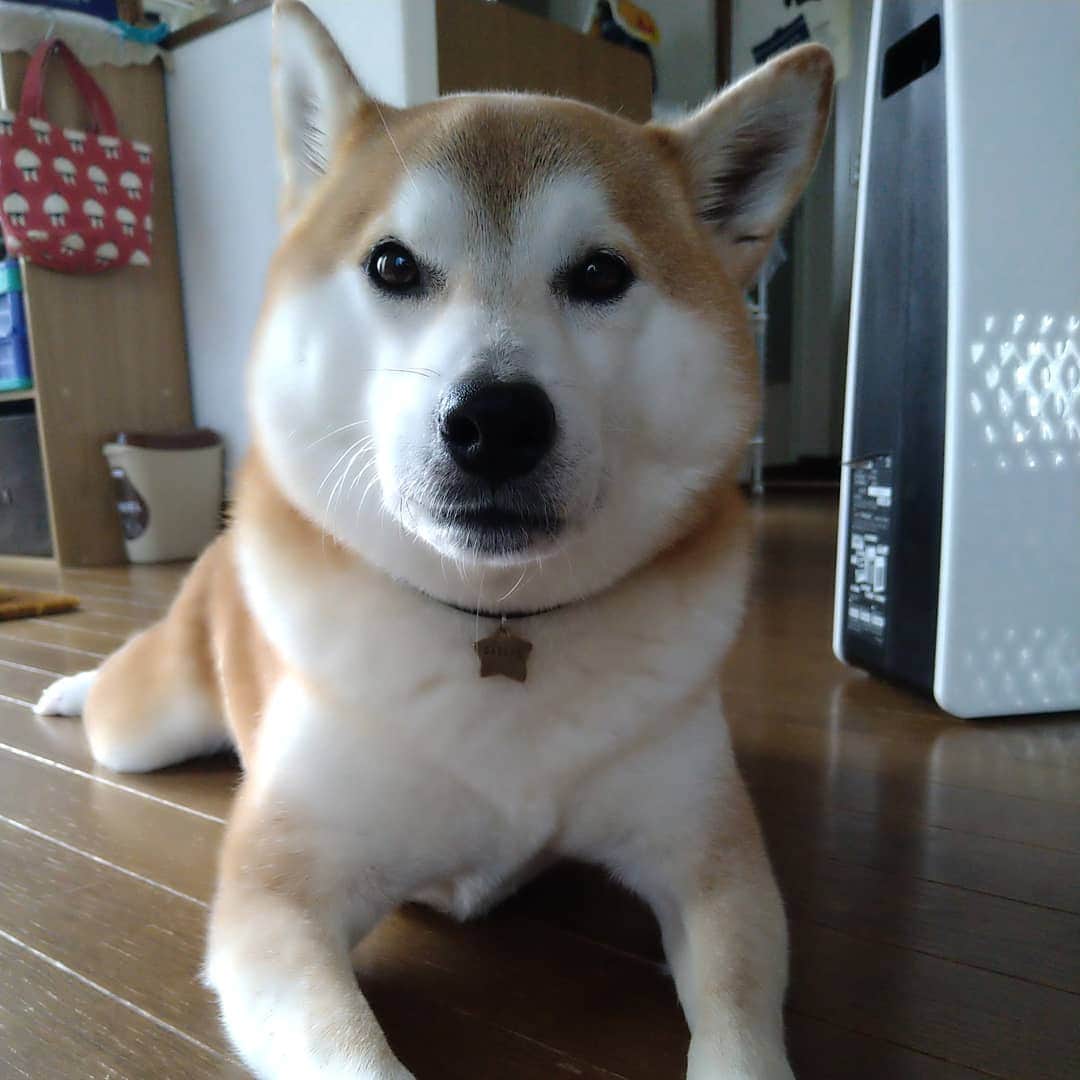 柴犬⭐️サスケのインスタグラム：「おはわん #柴犬#赤柴#犬ら部#ふわもこ部#わんだフォ#pecoいぬ部 #shibagram #shibasnap #shibastagram #🐶📷 #🐶#柴北会 #いぬのいる暮らし #いぬのいる生活 #北海道」