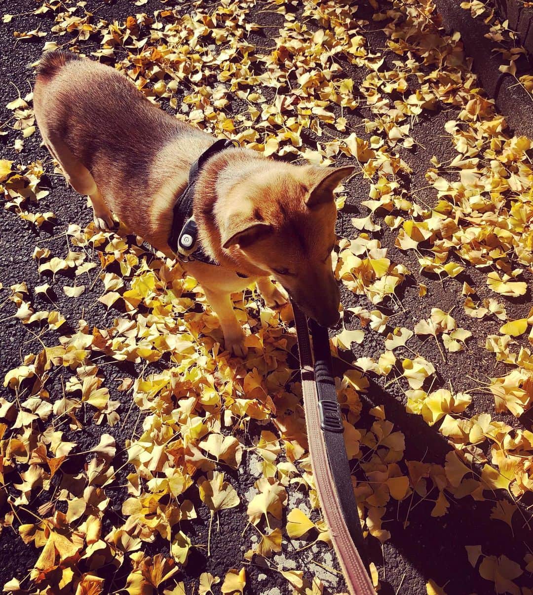 佐々木海のインスタグラム：「黄色い絨毯🟡 #犬 #イヌ #イヌスタグラム #いぬすたぐらむ #犬バカ部 #いぬばか部 #ふわもこ部 #いぬら部 #犬のいる暮らし #保護犬 #元野犬 #雑種 #雑種犬 #ビビり犬 #里親 #保護犬を家族に #保護犬を飼おう #殺処分ゼロ #dog #dogs #dogstagram #doglove #doglover #doglovers #doglife #dogslife #rescuedog #rescueddog」