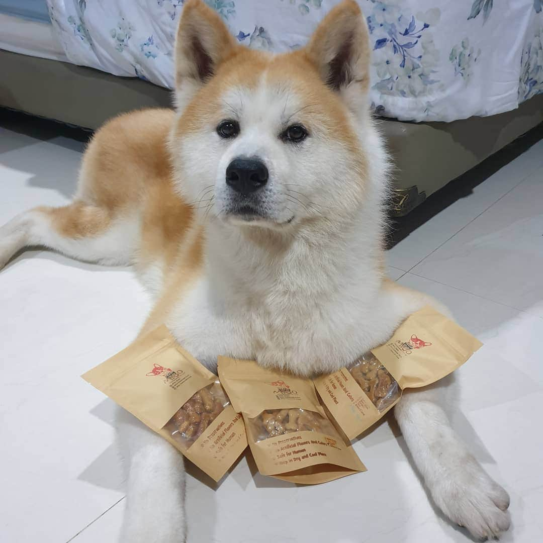 INA. CH KAITO VON JAH SUEDEさんのインスタグラム写真 - (INA. CH KAITO VON JAH SUEDEInstagram)「For all Pawrent. Harus cobain snack HOMEMADE dari @migo_snack 🥰🥰 Snack dengan ingredient yang di selektif dan premium. All made from scratch  Rasa tasty, Kato saja baru pertama kali makan langsung suka. Bungkus belum terbuka saja sudah tercium (padahal vaccum sealed loh)  Plus NAGIH   Oh iya SAFE for human and animal too Owner turun langsung dari proses snack hingga menanyakan mengenai alergi pada FURFRIEND kita.  Jadi ndak ragu beli dan cobain snack di @migo_snack   Produknya terbatas!!! #snackanjingsehat #snackdoggy #snack」11月30日 11時41分 - akita.kato