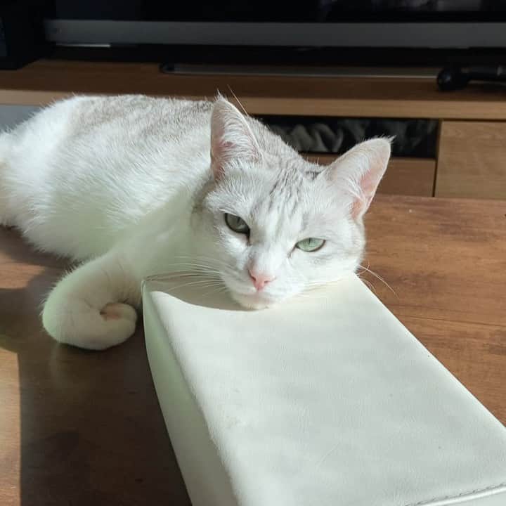 つるちゃんのインスタグラム：「癒しのまばたき🥰✨ 日当たりいいけど寒い❄️☀️ みんな身体に気をつけてにゃ〜👍 . Healing blink✨ .  #猫 #ねこ #にゃんこ #美猫 #ねこ部 #ふわもこ部 #ねこすたぐらむ #ペコねこ部 #猫好きさんと繋がりたい #にゃんすたぐらむ #cat #neko #instacat #catstagram #instagramcats  #catsconnect #meowbox #picneko #bestmeow #catsofinstagram #meowed #rakutenpet」