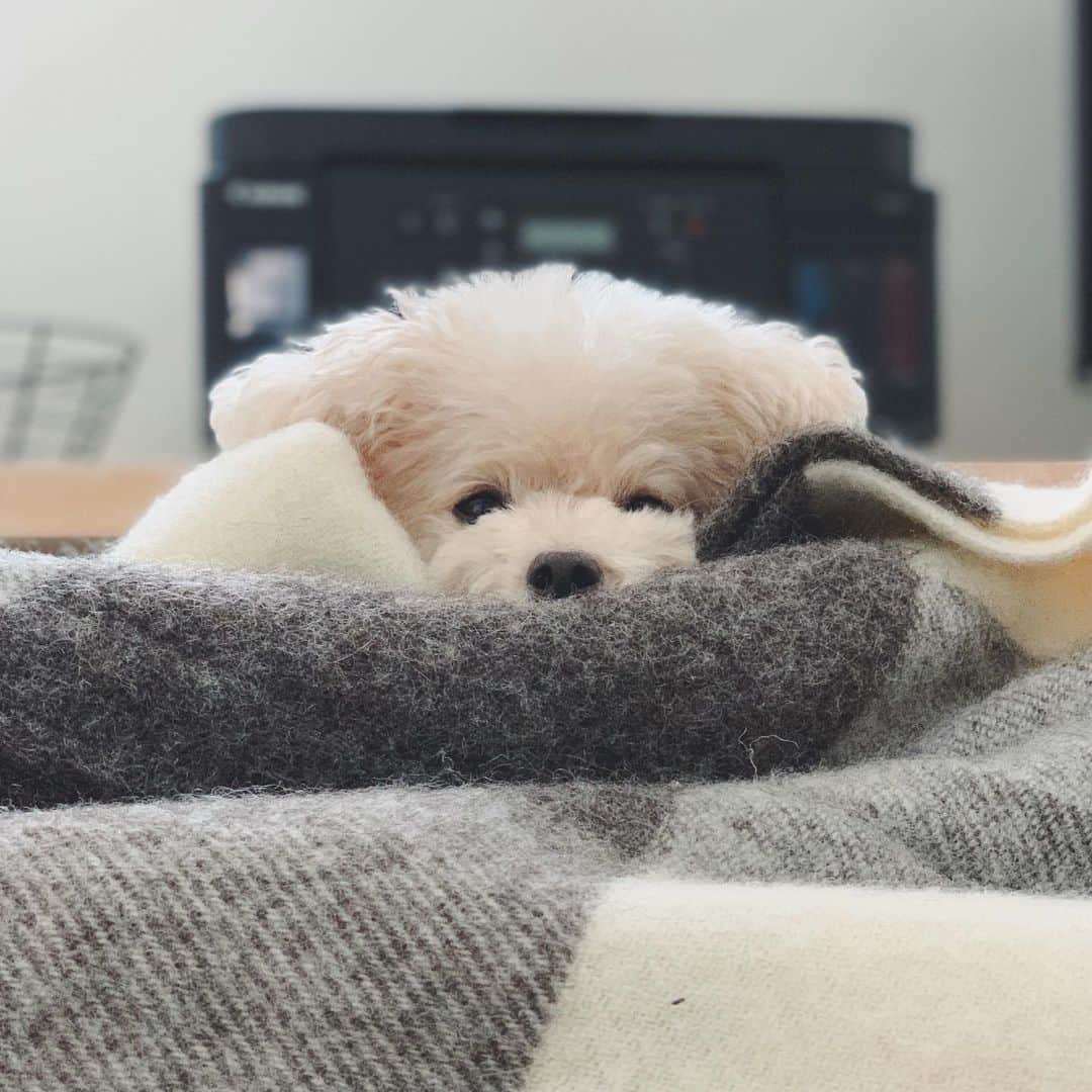mizuのインスタグラム：「•ᴥ•｡｡｡ｚｚｚ」