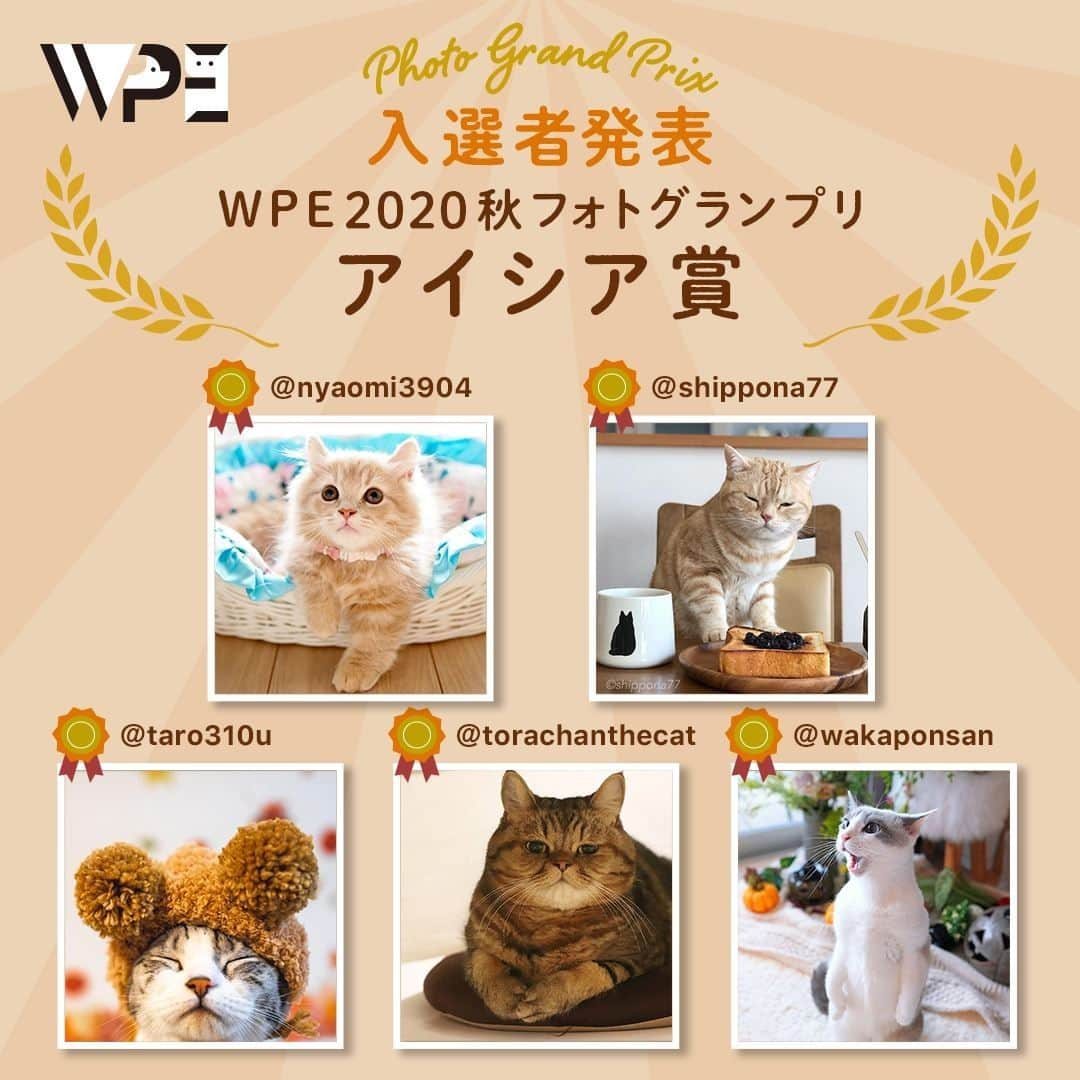 PECOねこ部さんのインスタグラム写真 - (PECOねこ部Instagram)「【#WPE2020秋フォトグランプリ】入選者発表✨✨ . 第１回に引き続き、第２回もたくさんのご応募ありがとうございました❗️ . 厳正なる審査の結果、33名の入賞者が決定❣️ 入賞したかわいい写真をチェックしてくださいね📷🐱🐶🐰🐹🐥 . シューマン賞🎁シューマンキューブ（ハイブリッド小型脱臭機） @mika_leojuri168 さま @midorinotanbo さま . ロイヤルカナン賞🎁ロイヤルカナンオリジナルタンブラー @hina_877 さま @310fuku さま @yumiomark さま @meruni_meromero さま @toratama さま norimaki46 さま . トーラス賞🎁おいしい納豆 @konatsu_chan518 さま @tomoppe.m さま @sama21coco20mama さま @_pizzicato_ さま @__10moco__ さま . アイシア賞🎁キャットフードセット @nyaomi3904 さま @shippona77 さま @taro310u さま @torachanthecat さま @wakaponsan さま @tatara.cat さま @taichan.family さま @moconeko_nya さま @kuroka111 さま @ike2910 さま .」11月30日 12時00分 - pecocats