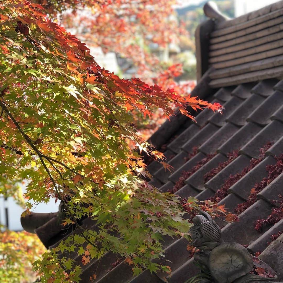 悠未ひろさんのインスタグラム写真 - (悠未ひろInstagram)「最近、赤色の投稿が多い。 お鍋、お料理、照明、お花… なので、こんな美しい紅葉🍁をどうぞ❤️ 紅葉の美しさをこんなにも感じられる日本にいられて、幸せです。  #有馬の秋キュン #紅葉  #紅葉狩り #感染対策は万全に #美しい #心が深呼吸 #久しぶりに　#リフレッシュさせていただきました #心の故郷 #兵庫県  #有馬 #有馬温泉 #有馬グランドホテル #大好き」11月30日 12時01分 - hiroyuumitomo