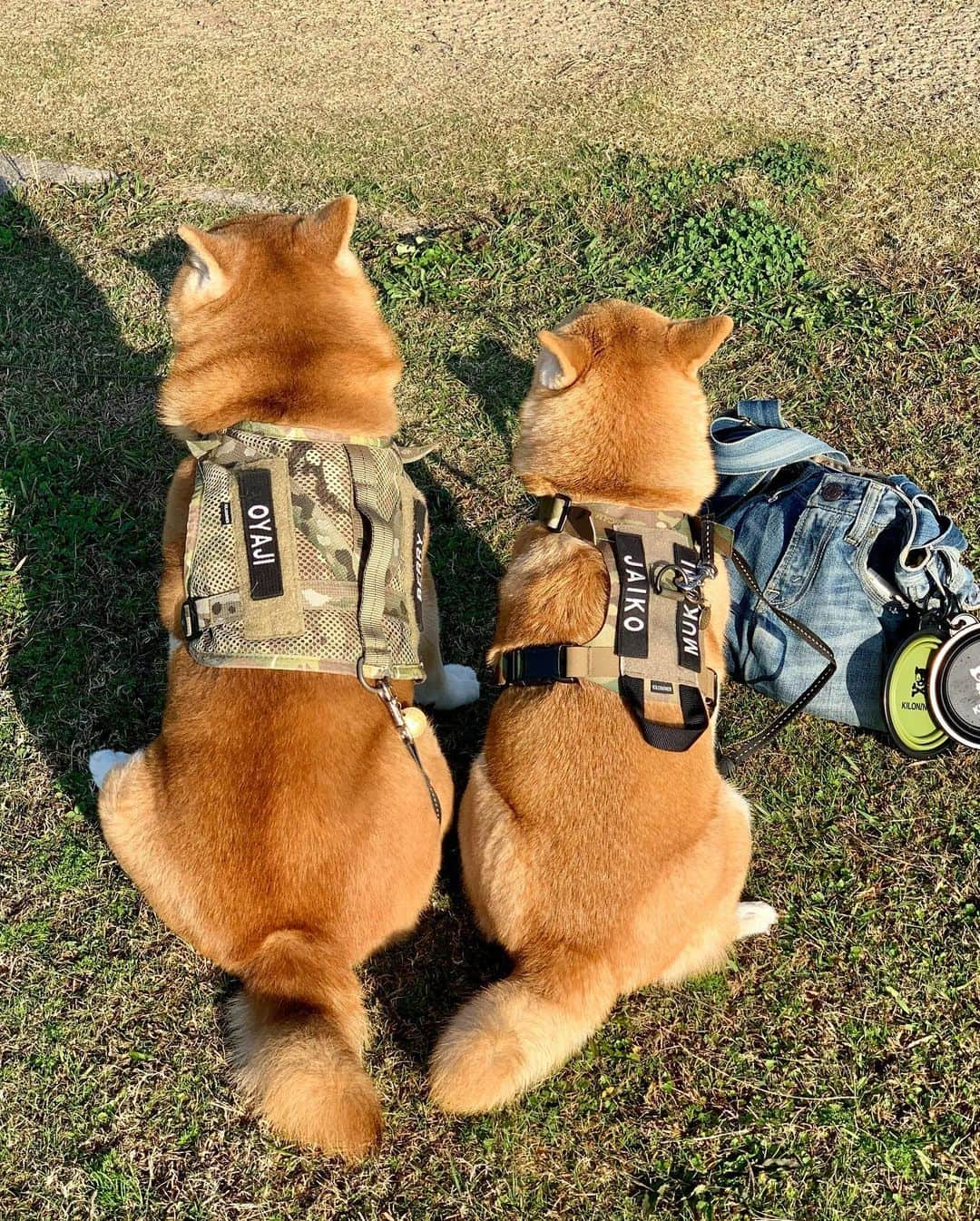 shibainu berryさんのインスタグラム写真 - (shibainu berryInstagram)「お揃いのハーネス @kiloninerpets_jp 🐻🦊 後ろから見た方が可愛い❣️ "Oyaji" is… typical Japanese lazy dad , lovely ugly old guy , old farts , middle aged man 😂👍 "Oyaji" literally translates to father, but it also has a lot of other meanings. In my case I call Berry an "oyaji" to mean he is like those lazy old dads at home who watch tv while scratching his butt or come home drunk and fall asleep before reaching the bed.🐻🍺😪😂 ・ "Jaiko" is the younder sister of a strong boy whose name is Jaian in the Japanese famous anime called Doraemon.Shi is also strong and has  a loud voice although she is charming when she is with a boy she likes🥰❣️😂 ・ #キロナイナー  #kiloninerpets_jp #kiloniner #❤️迷子犬の掲示板四国 @maigo_dog_shikoku #めざせ迷子犬ゼロ👌 #柴犬 #べりやん #べりむく #多頭飼い #徳島 #berry #shiba #shibainu  #shibainumania #shibastagram #instashiba #ぷにっと部 #口角キュキュッと部  #チーム俺様 →部員絶賛募集中 #shiba_snap #proudshibas #west_dog_japan #サンデイ #instagramjapan #ふわもこ部 #pecoいぬ部 #pecotv #buzzfeedanimals #dogsofinstagram #9gag  @9gag @barked」11月30日 12時09分 - shibainu.berry