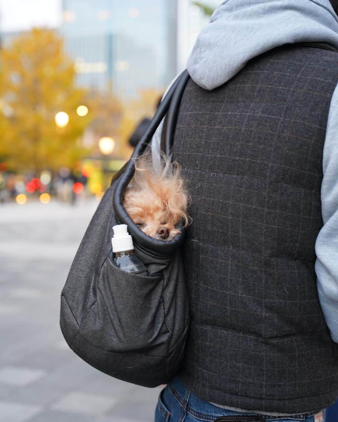 Toypoodle Mikuru?Asakusa Tokyoさんのインスタグラム写真 - (Toypoodle Mikuru?Asakusa TokyoInstagram)「20201129 Sunday. パパとママと3人で丸の内に行きました。 イルミネーションの前にみんなでご飯食べました。 パパはオニクを注文しました。 いいかおりしたけど、ヤツはくれませんでした。 あいかわらず、ヤツは何を考えているんだろう... みくるはとても悩みます🥺  #丸の内 #garbtokyo #ランチ #みくる日記  ※パパはわんこ苦手です🤣」11月30日 12時09分 - purapura299