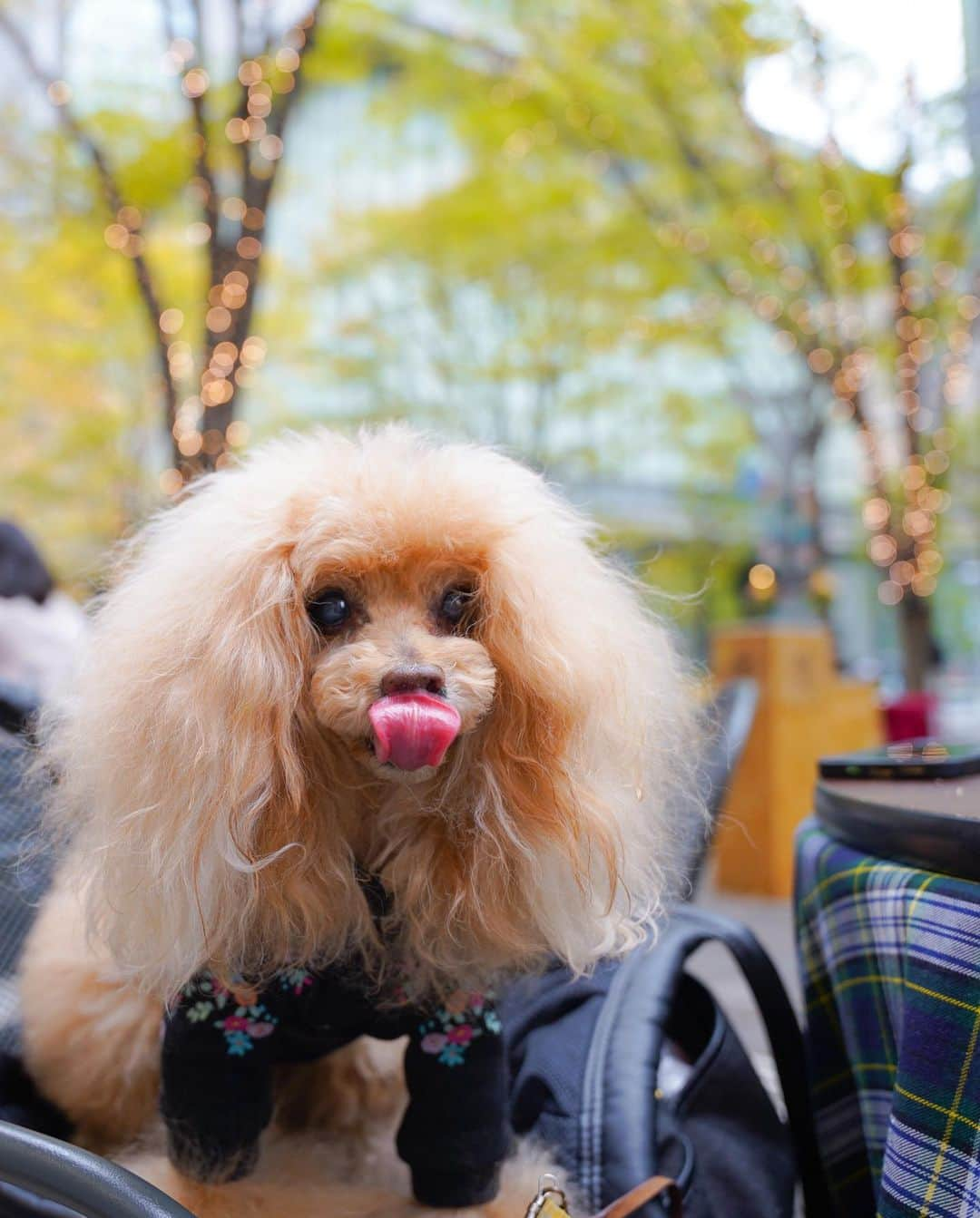 Toypoodle Mikuru?Asakusa Tokyoのインスタグラム：「20201129 Sunday. パパとママと3人で丸の内に行きました。 イルミネーションの前にみんなでご飯食べました。 パパはオニクを注文しました。 いいかおりしたけど、ヤツはくれませんでした。 あいかわらず、ヤツは何を考えているんだろう... みくるはとても悩みます🥺  #丸の内 #garbtokyo #ランチ #みくる日記  ※パパはわんこ苦手です🤣」