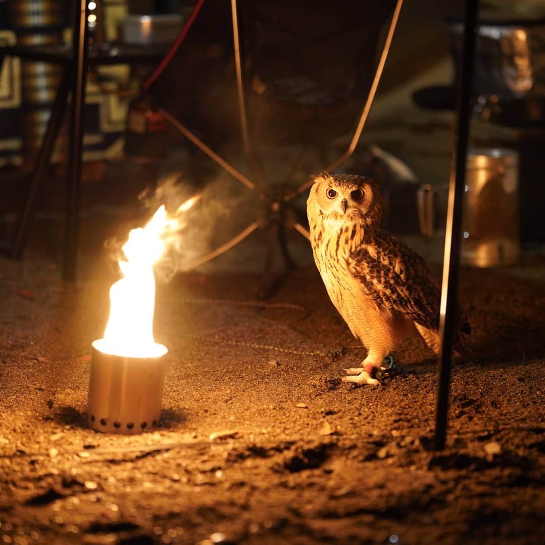 GEN3 Owlのインスタグラム：「暖まるのはいいけど近づきすぎないようにしてね😱💦 Warm?  But be careful not to get too close...  #owl #owlgaru #camp #solostove #キャンプ #アウトドア #camphack取材 #campzine掲載希望」