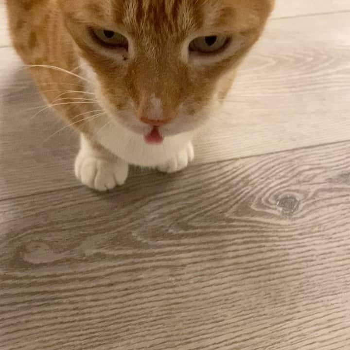 City the Kittyのインスタグラム：「I don’t know what this is, but maybe it tastes good. 😹   #curiouscat #funnycat」