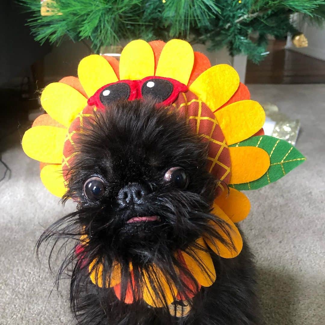 Digby & Aloのインスタグラム：「When you learn all about the birds and the bees and realise you picked the wrong day to rock your favourite hat.」