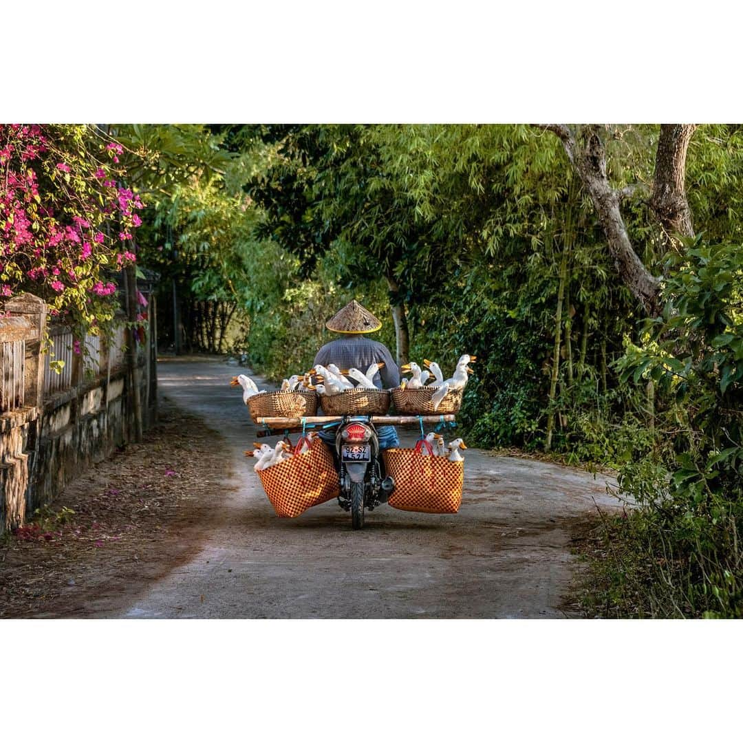 スティーブ・マカリーさんのインスタグラム写真 - (スティーブ・マカリーInstagram)「Farmer heads to the market to sell his ducks, Hội An, Vietnam, 2019. You can find this image in my new book, "In Search of Elsewhere." Link in bio to purchase.」11月30日 23時32分 - stevemccurryofficial