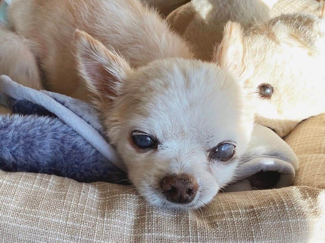 eiko kagamiのインスタグラム：「. . 緩やかに介護生活が始まりました🐶❣️ . おむつライフに加えて最近では ・立ち上がりのお手伝い、 ・食事のお手伝い（スポイトで入れてあげる） が追加🐕🐾 . 二十歳までこれをさせずに来てくれたコナンには敬意でしかない👏✨✨ コナンにとって老後生活が幸せでありますように。 そんな事を願う、満月の夜です🌝 . . . . #チワワ#老犬 #老犬との暮らし  #写真は今日のコナン #シャンプー後に日向ぼっこ #隣は弟に似てるぬいぐるみ #いつも一緒に寝てるこ #平和🐶👴」