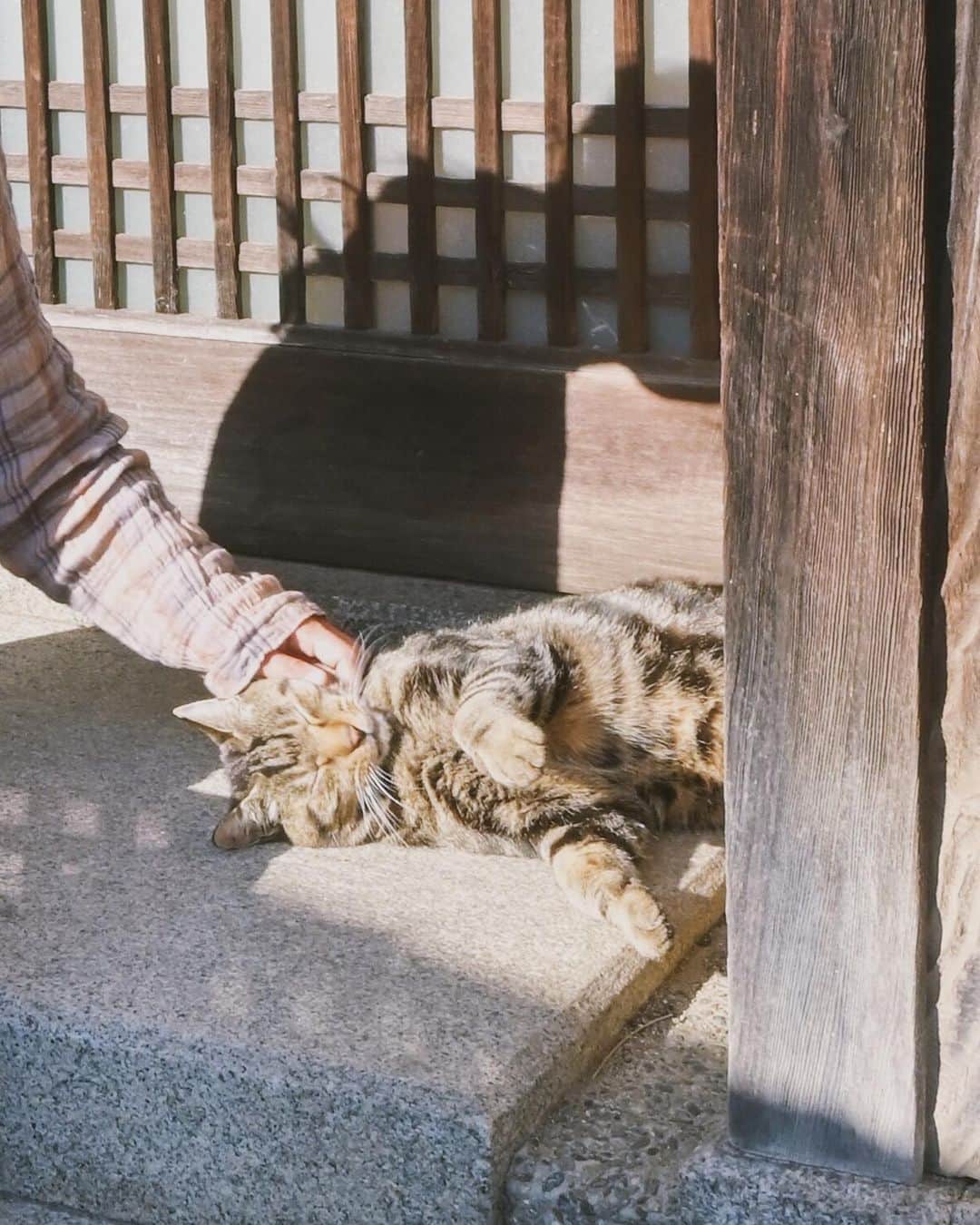 tammychannnさんのインスタグラム写真 - (tammychannnInstagram)「Onomichi ⌓ ◦  JRグループの「旅に出よう！日本を楽しもう！」キャンペーンに参加して高知から電車の旅、尾道へ行ったときの事 💭  どこを切り取っても古き良き日本を再発見させてくれる街並みに心がホッと安らぎます。  猫の小道で、尾道にゃんこにご挨拶してからLOGという宿泊施設の中にあるカフェでチャイを飲みながら午後のひと休み☕️  2日目のしまなみ街道のサイクリングは尾道からスタートして、大理石でできたモニュメントのある瀬戸田の未来心の丘をゴールに。  ご当地の柑橘ダイダイを道中でお裾分けしてもらって、カゴにたくさん詰めながらフレッシュな香りに包まれてサイクリング。  お天気にも恵まれて、尾道をのんびり堪能できました！  @go_travel_enjoy_japan をフォローして、 みなさんのJR鉄道旅も #旅に出よう日本を楽しもう をつけてぜひシェアしてください✨  2021年01月末投稿分まで、抽選で素敵な商品が当たるそうです。 ※キャンペーンについては公式ページで詳細ご確認ください。 https://go-travel-enjoy-japan.net/ig-cpn/ #pr  エチケットを守って旅を楽しみましょう 🐈」11月30日 22時09分 - tammychannn