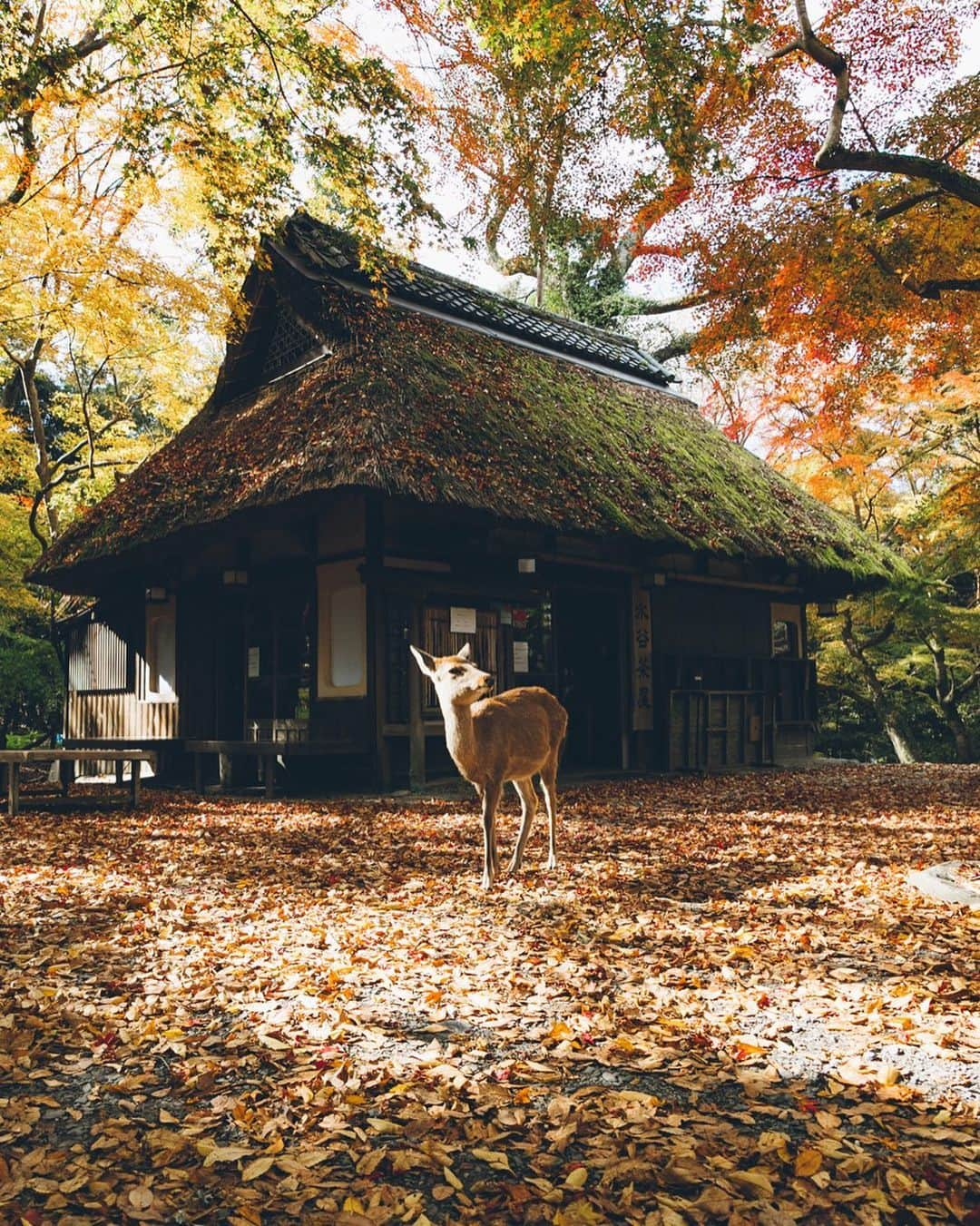 Yuma Yamashitaさんのインスタグラム写真 - (Yuma YamashitaInstagram)「#hellofrom Nara prefecture #inspirationcultmag」11月30日 22時01分 - yuma1983