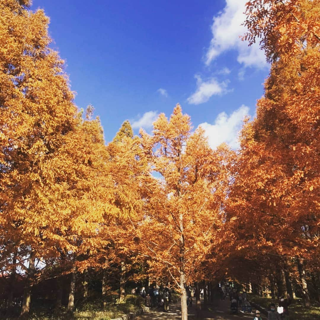 ＩＣＩ石井スポーツエベレスト＆ローツェ登山隊さんのインスタグラム写真 - (ＩＣＩ石井スポーツエベレスト＆ローツェ登山隊Instagram)「2週間前。  #六甲#神戸市#紅葉#ライトアップ#もみじ#石井スポーツ#登山学校#japanesemountain#mountaineering#山#山好きなひとと繋がりたい」11月30日 22時01分 - ishii_ishiisports