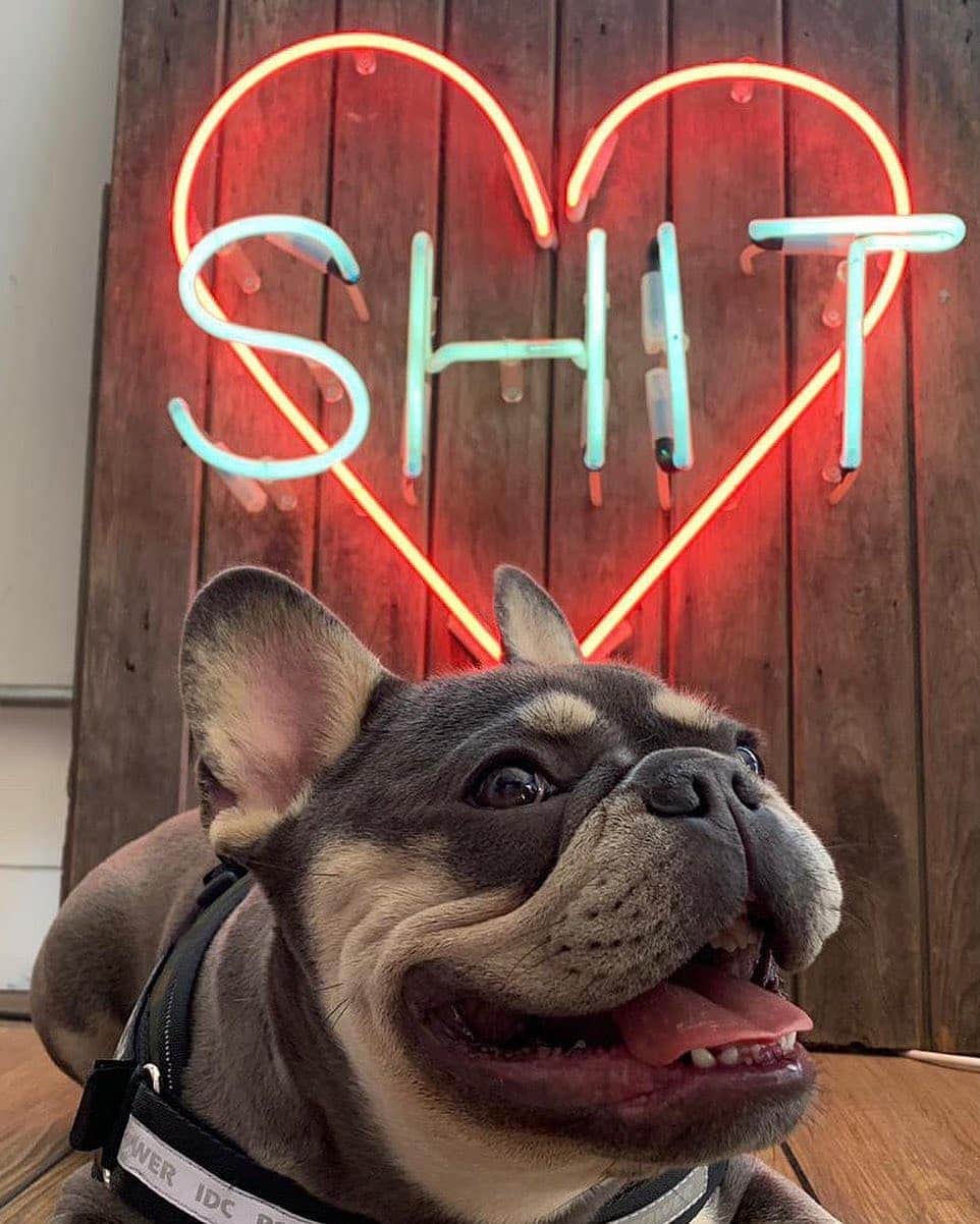 French Bulldogさんのインスタグラム写真 - (French BulldogInstagram)「“If 2020 was a Neon Sign......” @lord_romeo_frenchie . . . . . #humpday #lockdown #throwback #frenchbulldog #frenchies #frenchiesofinstagram #frenchie_photos #frenchiebulldog #frenchiefun #frenchies1 #frenchbulldogsofinsta #frenchielife #pupinfluencer #dog_feature #instagramdogs #dailydog #frenchiepetsupply #frenchiepost #thefrenchiepost #squishyfacecrew #frenchielove_feature #dogoftheday #puppyoftheday #theworldofbullies」11月30日 22時11分 - frenchie.world