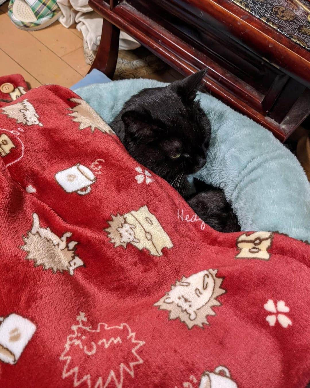 のインスタグラム：「【🐈‍⬛🛏】 母から届いた一枚の画像。 実家のねこが、自分が買ってあげた #ねこベッド を積極的に使ってくれているそうです。2枚目のように、買った直後はまったく乗る気配がなかったのに…  くー、ツンデレめ！高校生のときに実家にきたので、もう16歳くらいのおばあちゃんですが、チャコ、長生きしてくれよー🐈‍⬛ #ねこ #ねこすたぐらむ #ねこのいる生活 #ねこ部 #ねこのきもち #静岡 #黒猫 #🐈‍⬛」