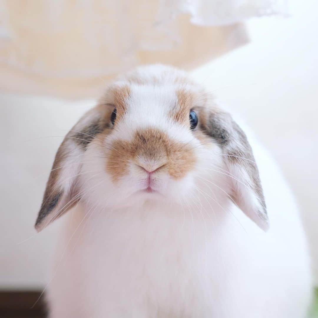 usagraphのインスタグラム：「頭が換毛してる😂 ＊ ＊ ＊ #うさぎ　#rabbit #bunny #ふわもこ部  #WeeklyFluff #igersjp  #tokyocameraclub #東京カメラ部  #神戸カメラ部  #bunnystagram  #うさぎ部 #ホーランドロップ #hollandlop  #ファインダー越しの私の世界 #art_of_japan #myfujilove  #今日もx日和」