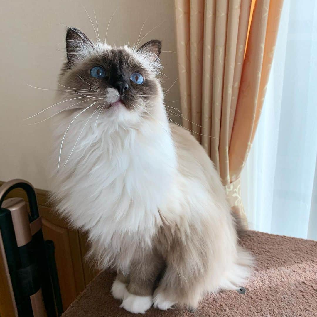 takegaeruのインスタグラム：「ランちゃん、犬歯が一本抜けてしまった🦷 歳のせいなのかな💦 #cat #猫 #ragdoll #ラグドール #ホワイトポッチーズ」