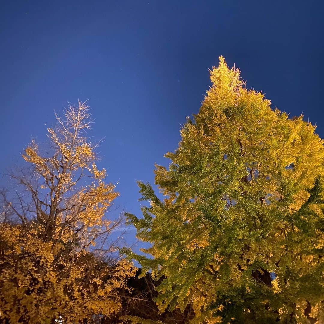 春香さんのインスタグラム写真 - (春香Instagram)「夜の銀杏を見上げててみたら、とても綺麗でした。  冷え込んできましたね。 どうかご自愛ください😌  #夜景#夜景が綺麗 #銀杏 #銀杏の木#スマホ写真」11月30日 22時52分 - haruka__official