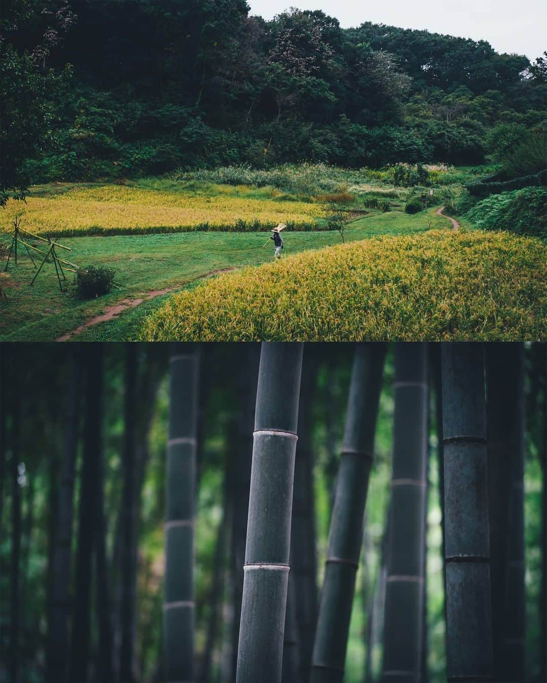 Takashi Yasuiさんのインスタグラム写真 - (Takashi YasuiInstagram)「日本の里（SATO）を撮影するプロジェクトに写真家として参加しています。第3回の今回は東京・町田市北部の里山、小野路を取材しました。「ここが東京か」と驚くばかりの自然が広がります。  開発計画が頓挫して一度は荒れてしまいましたが、ボランティアの方々の活動で美しい里山の景観が蘇り、保全されています。  SATOプロジェクトのサイトでは取材の様子が公開されています（記事本文中の写真は保井ではありません）。 #Rolex #perpetualplanet #未来へつなぐ豊かな地球」11月30日 22時46分 - _tuck4