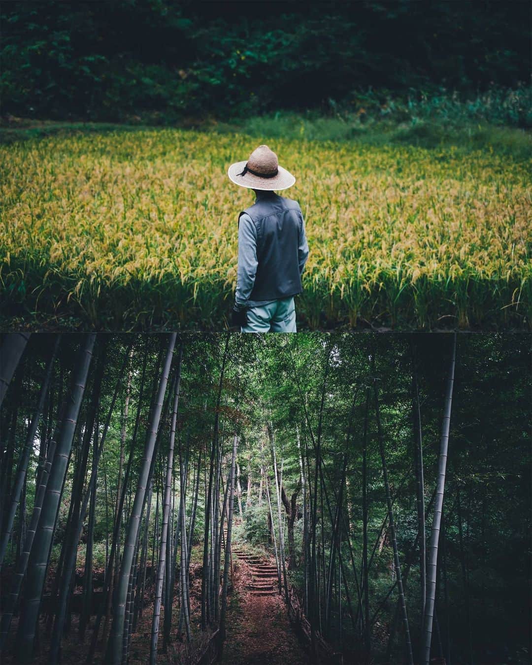 Takashi Yasuiさんのインスタグラム写真 - (Takashi YasuiInstagram)「日本の里（SATO）を撮影するプロジェクトに写真家として参加しています。第3回の今回は東京・町田市北部の里山、小野路を取材しました。「ここが東京か」と驚くばかりの自然が広がります。  開発計画が頓挫して一度は荒れてしまいましたが、ボランティアの方々の活動で美しい里山の景観が蘇り、保全されています。  SATOプロジェクトのサイトでは取材の様子が公開されています（記事本文中の写真は保井ではありません）。 #Rolex #perpetualplanet #未来へつなぐ豊かな地球」11月30日 22時46分 - _tuck4