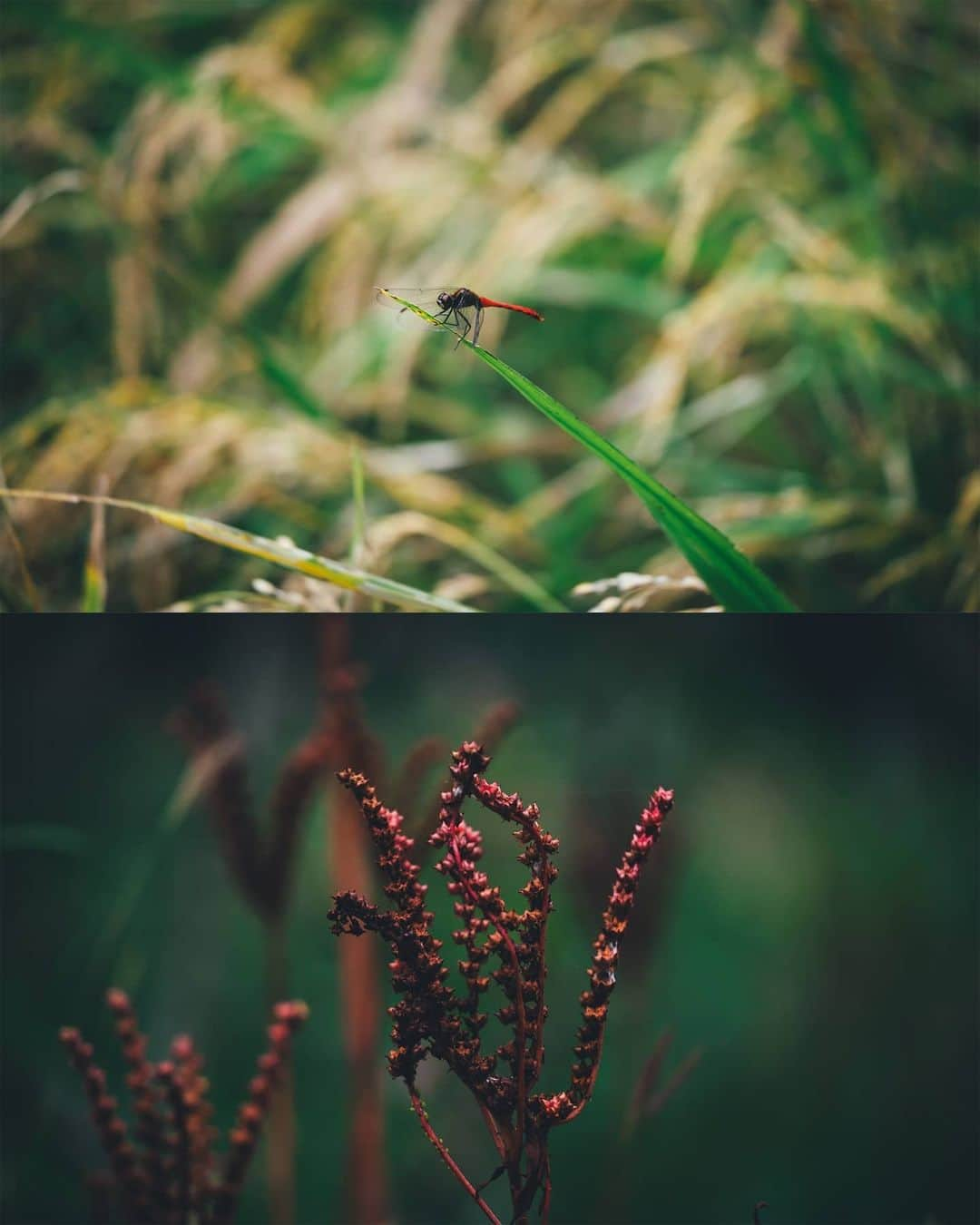 Takashi Yasuiさんのインスタグラム写真 - (Takashi YasuiInstagram)「日本の里（SATO）を撮影するプロジェクトに写真家として参加しています。第3回の今回は東京・町田市北部の里山、小野路を取材しました。「ここが東京か」と驚くばかりの自然が広がります。  開発計画が頓挫して一度は荒れてしまいましたが、ボランティアの方々の活動で美しい里山の景観が蘇り、保全されています。  SATOプロジェクトのサイトでは取材の様子が公開されています（記事本文中の写真は保井ではありません）。 #Rolex #perpetualplanet #未来へつなぐ豊かな地球」11月30日 22時46分 - _tuck4