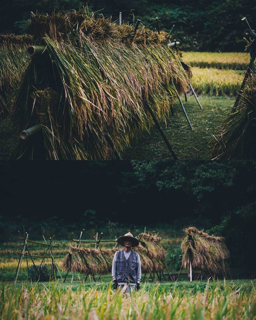 Takashi Yasuiさんのインスタグラム写真 - (Takashi YasuiInstagram)「日本の里（SATO）を撮影するプロジェクトに写真家として参加しています。第3回の今回は東京・町田市北部の里山、小野路を取材しました。「ここが東京か」と驚くばかりの自然が広がります。  開発計画が頓挫して一度は荒れてしまいましたが、ボランティアの方々の活動で美しい里山の景観が蘇り、保全されています。  SATOプロジェクトのサイトでは取材の様子が公開されています（記事本文中の写真は保井ではありません）。 #Rolex #perpetualplanet #未来へつなぐ豊かな地球」11月30日 22時46分 - _tuck4