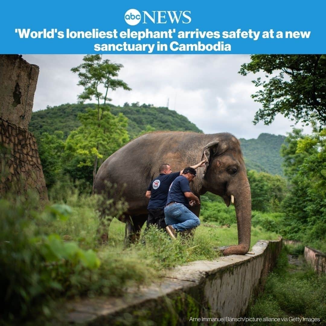 ABC Newsさんのインスタグラム写真 - (ABC NewsInstagram)「FREEDOM AT LAST: Kavan, nicknamed the world’s loneliest elephant because of his poor conditions, finally arrives at a sanctuary in Cambodia. SEE MORE AT LINK IN BIO.」11月30日 22時50分 - abcnews