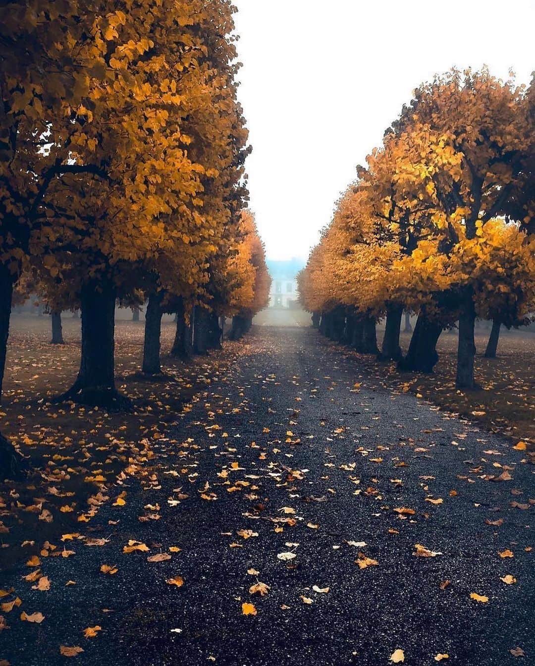 Live To Exploreさんのインスタグラム写真 - (Live To ExploreInstagram)「Autumn in Sweden  Photos by @_starrush  Is this your favorite seaon?」11月30日 23時15分 - welivetoexplore