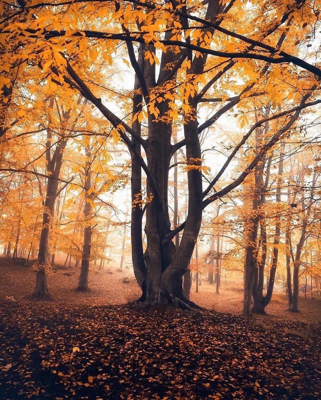 Live To Exploreさんのインスタグラム写真 - (Live To ExploreInstagram)「Autumn in Sweden  Photos by @_starrush  Is this your favorite seaon?」11月30日 23時15分 - welivetoexplore