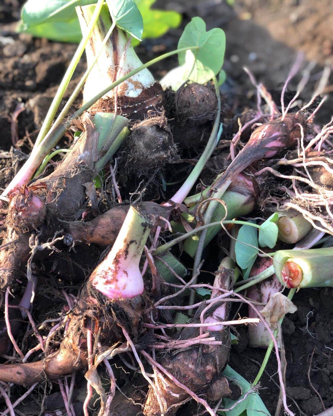 加藤紀子さんのインスタグラム写真 - (加藤紀子Instagram)「海老芋、菊芋、里芋…大収穫。 毎年この収穫を迎えると 「お節の準備」が頭に。  そりゃ、12月になりますね…。  #カトノリ農園  #畑からこんにちは #おいしい畑」11月30日 23時24分 - katonoriko