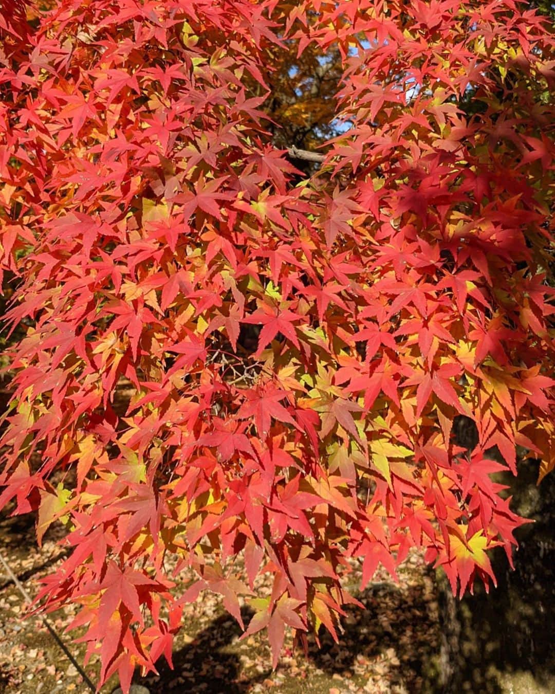 来夏のインスタグラム：「#🍁 今日で11月も終わり🥺  今夜の満月が楽しみ🌕 #2020」