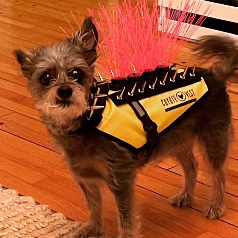 アイシャ・タイラーのインスタグラム：「So. Fucking. Metal. 🐶🤘🏾」