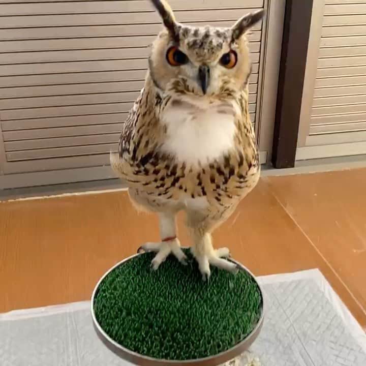 GEN3 Owlのインスタグラム：「ほほほほほほほほっ Hohohohohohohoho  #owl #owlgaru #フクロウ」