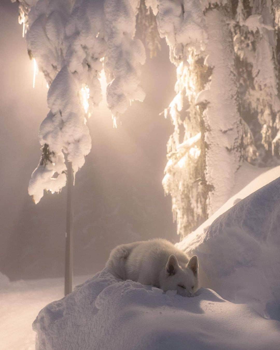 8crapさんのインスタグラム写真 - (8crapInstagram)「Snow boi napping in the snow - 📷 @rastawhiteshepherd @michelphotographych - #barked #dog #doggo #WhiteShepherd」11月30日 15時00分 - barked