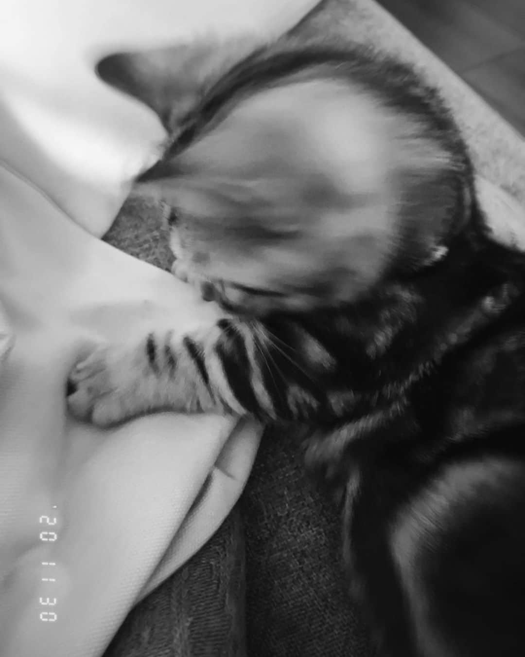 太田夢莉さんのインスタグラム写真 - (太田夢莉Instagram)「おみあし。#さば #猫」11月30日 14時53分 - yustagram12