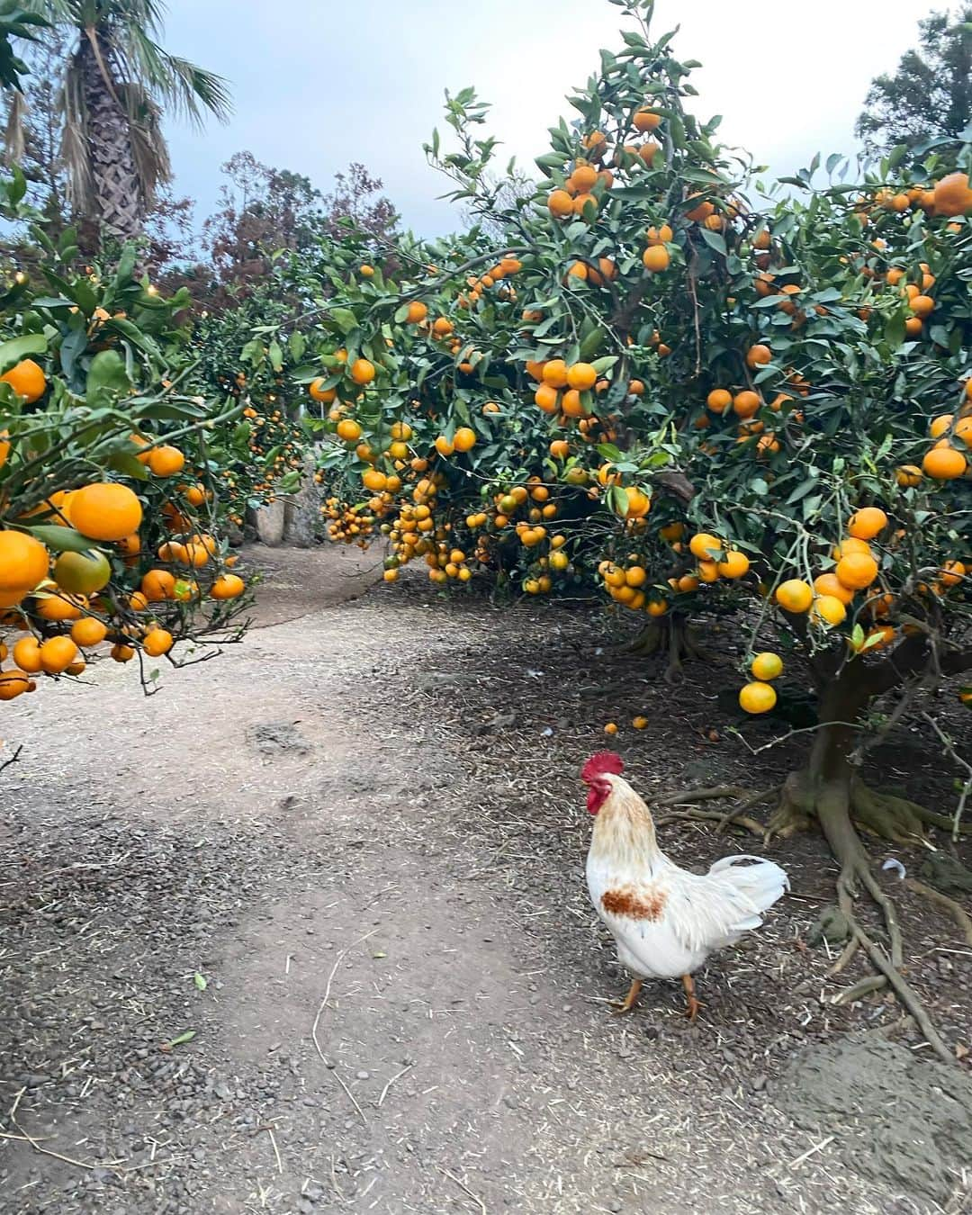 チェ・ジャヘさんのインスタグラム写真 - (チェ・ジャヘInstagram)「. 몇주전 #제주 귤밭이 가보고 싶어 검색해서 갔던 #제주카페 동물 먹이체험이 있는데 완전 리얼체험이다🤣 동물들이 여기저기 막 돌아다니고 먹이는 무한리필로 줄 수 있는데  심지어 다 무료다🙌 냄새도 리얼했지만🤣 아이들도 동물 좋아하는 나도 시간가는줄 몰랐던 곳🧡 #제주가볼만한곳 #귤 #귤따기체험 #제주카페 #동물체험 #제주여행」11月30日 15時33分 - lovely_jahye