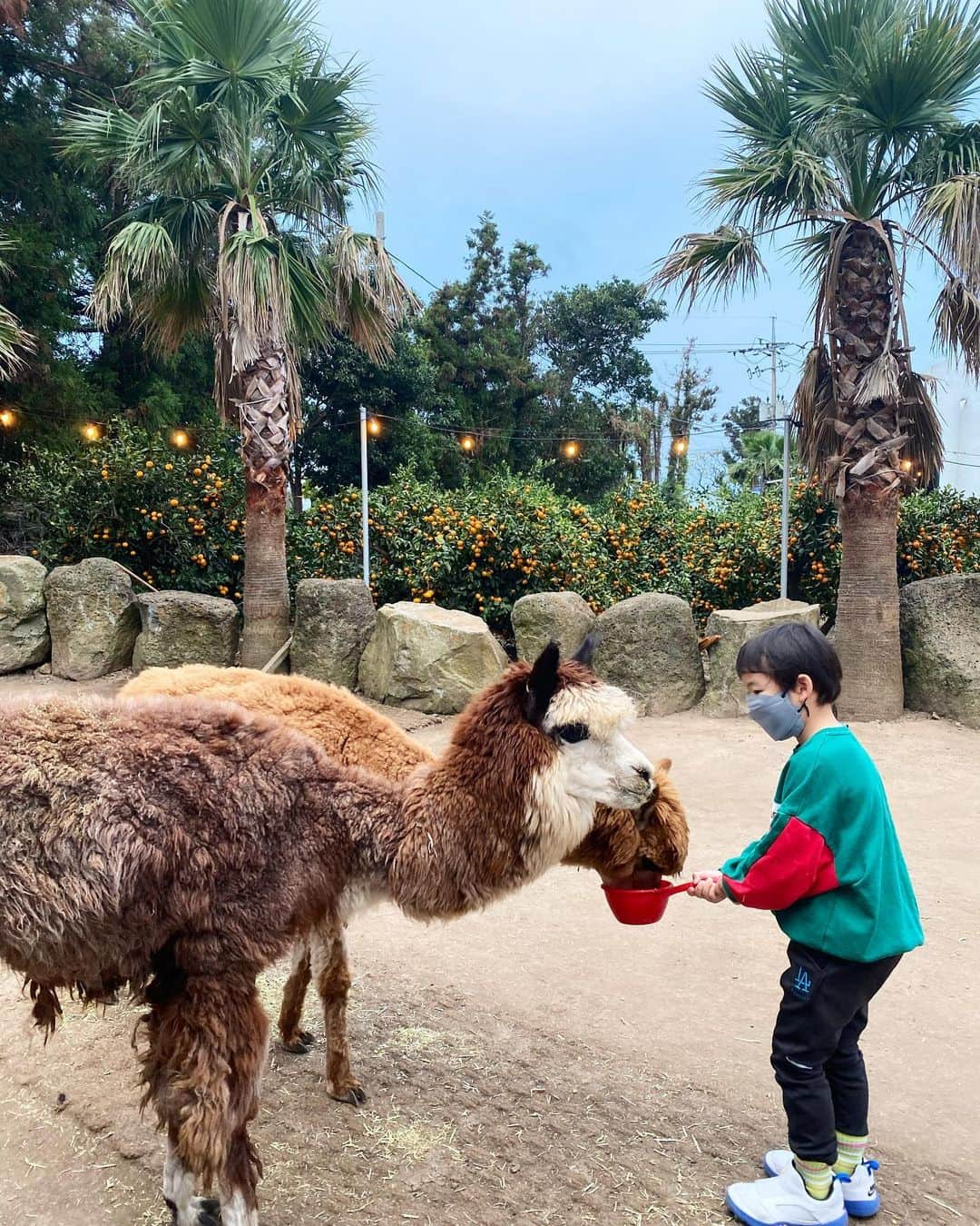 チェ・ジャヘさんのインスタグラム写真 - (チェ・ジャヘInstagram)「. 몇주전 #제주 귤밭이 가보고 싶어 검색해서 갔던 #제주카페 동물 먹이체험이 있는데 완전 리얼체험이다🤣 동물들이 여기저기 막 돌아다니고 먹이는 무한리필로 줄 수 있는데  심지어 다 무료다🙌 냄새도 리얼했지만🤣 아이들도 동물 좋아하는 나도 시간가는줄 몰랐던 곳🧡 #제주가볼만한곳 #귤 #귤따기체험 #제주카페 #동물체험 #제주여행」11月30日 15時33分 - lovely_jahye