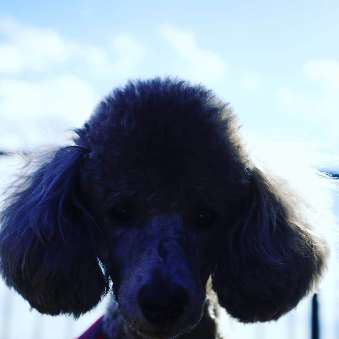 竹内弘一さんのインスタグラム写真 - (竹内弘一Instagram)「ウインクしてるやん😘 #わんすたぐらむ🐶 #joy #silvertoypoodle」11月30日 16時16分 - takeuchi_koichi