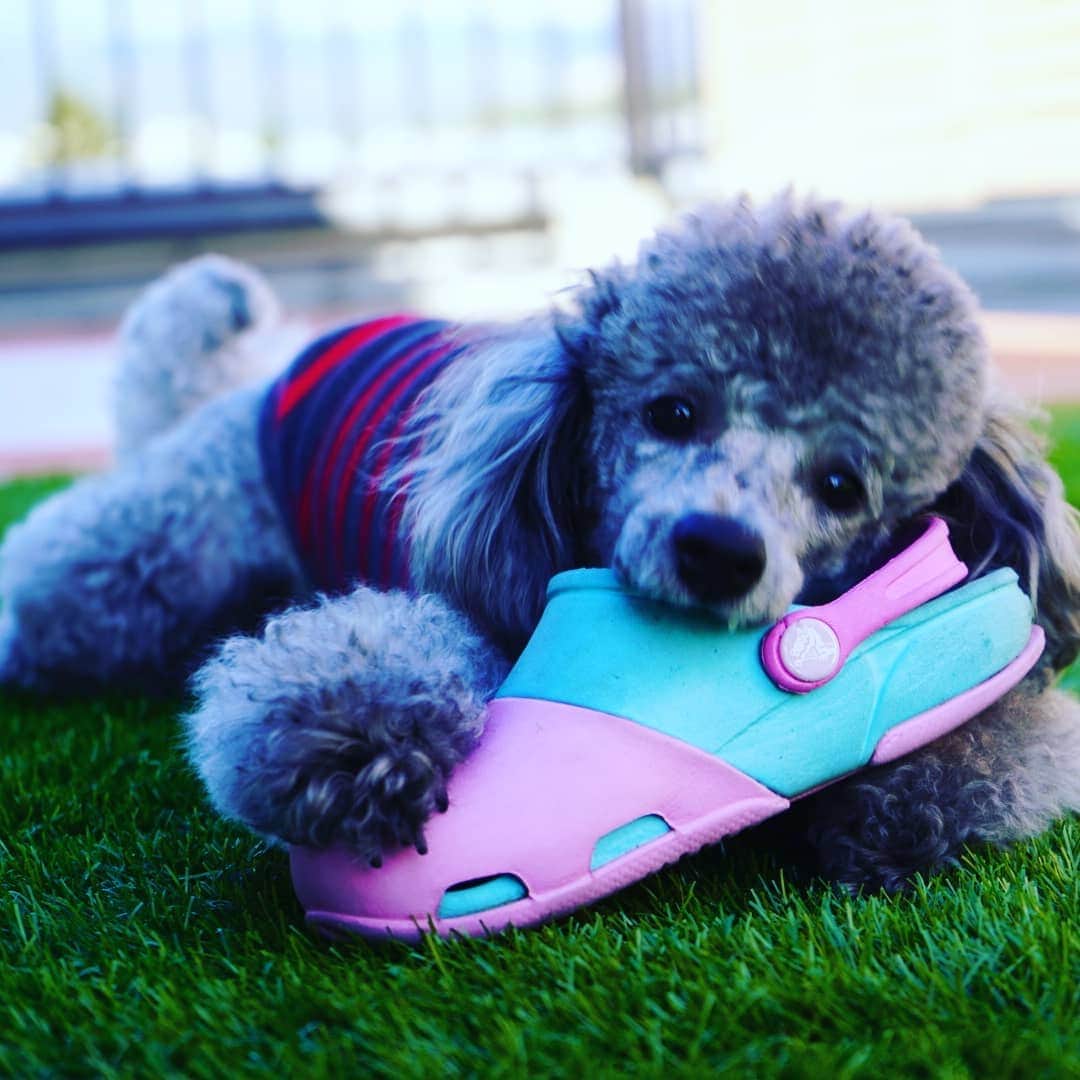 竹内弘一さんのインスタグラム写真 - (竹内弘一Instagram)「ウインクしてるやん😘 #わんすたぐらむ🐶 #joy #silvertoypoodle」11月30日 16時16分 - takeuchi_koichi