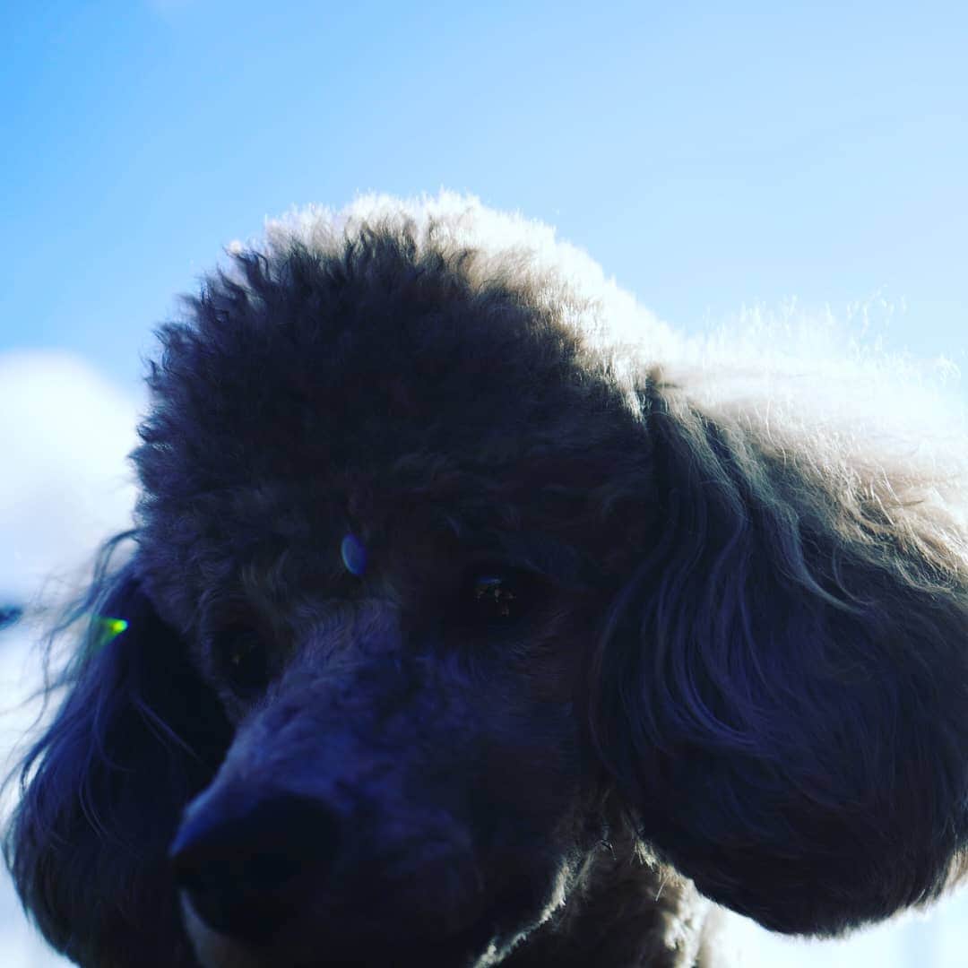竹内弘一さんのインスタグラム写真 - (竹内弘一Instagram)「ウインクしてるやん😘 #わんすたぐらむ🐶 #joy #silvertoypoodle」11月30日 16時16分 - takeuchi_koichi